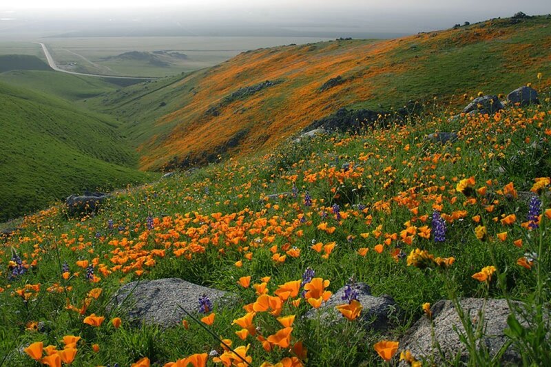 Poppy-covered Hillside