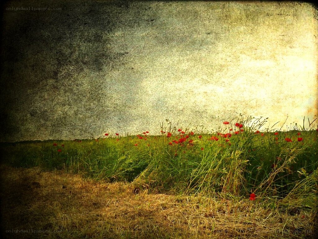 Poppy field at dusk