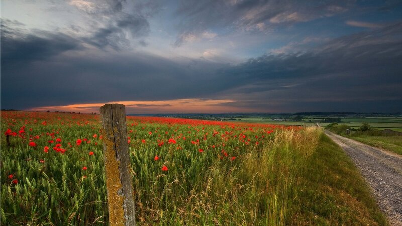 Poppy Field at Dusk — Red