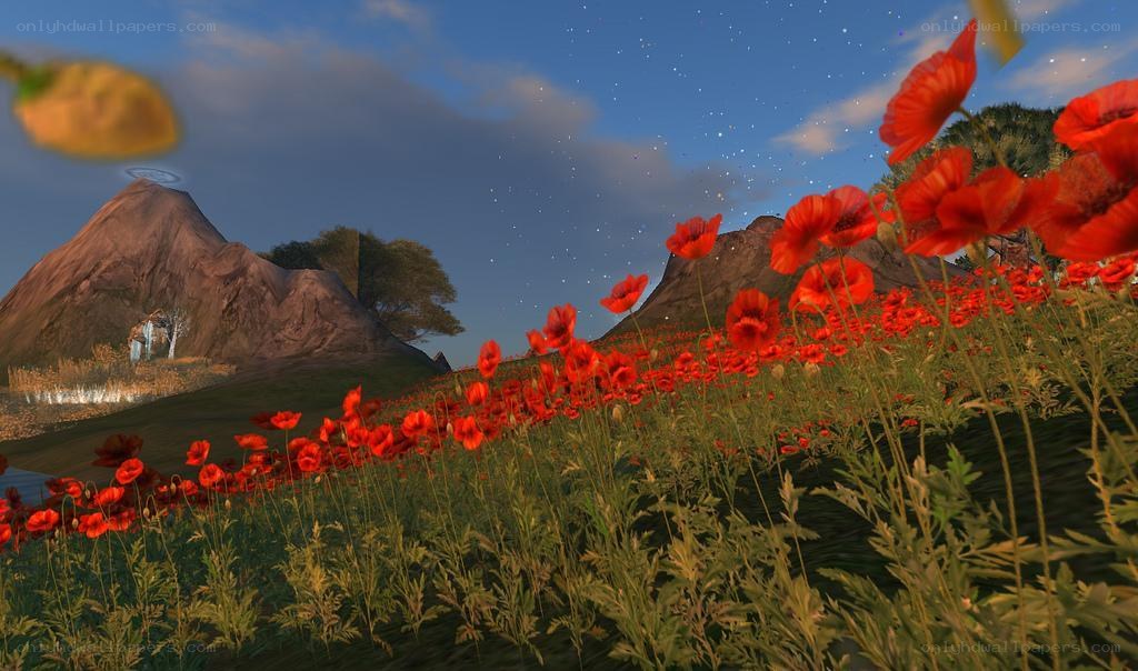 Poppy field at dusk