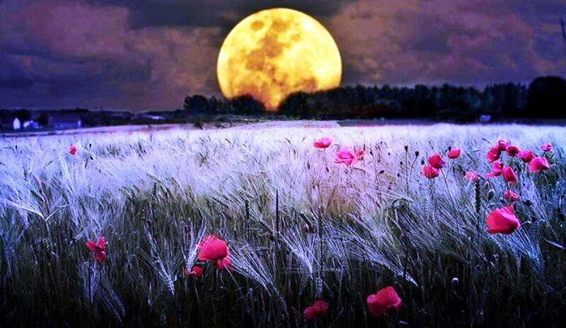 Poppy Field at Night — Yellow