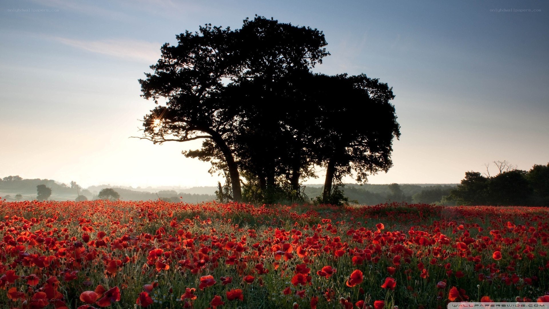 Poppy field at sunrise