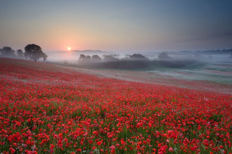 Poppy field at sunrise