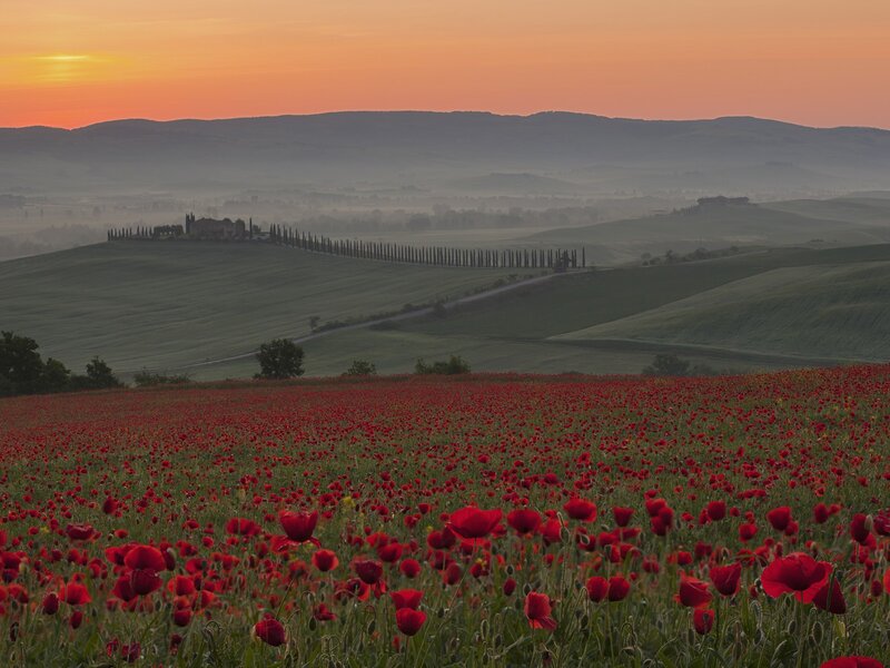 Poppy field at sunrise in Tuscany