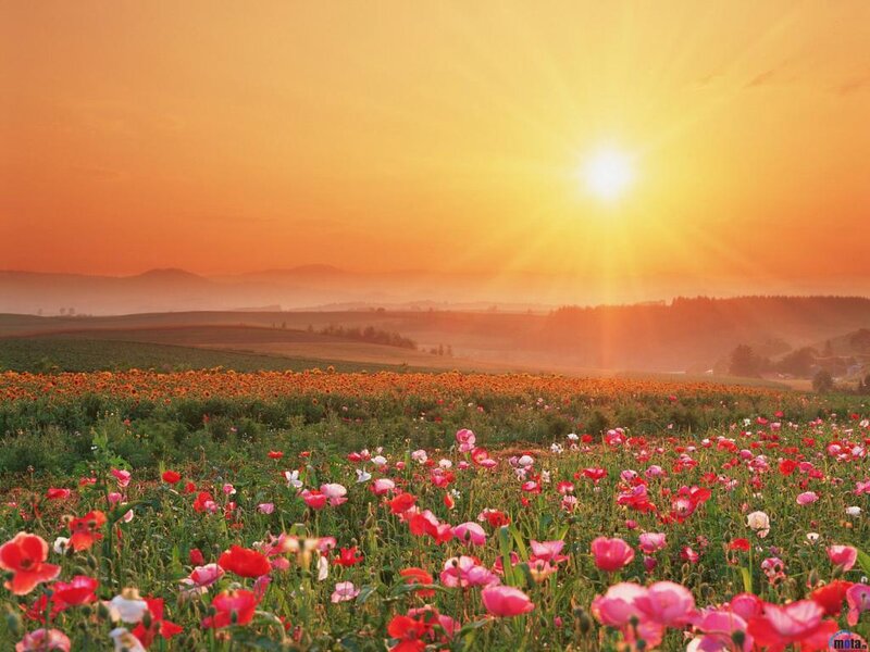 Poppy Field at Sunrise — Orange