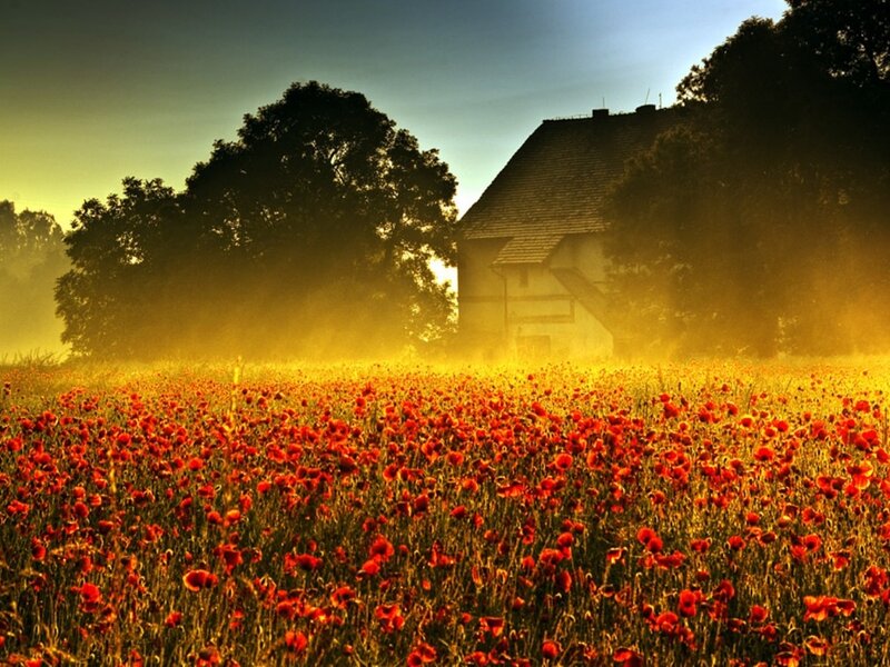Poppy Field at Sunrise — Red
