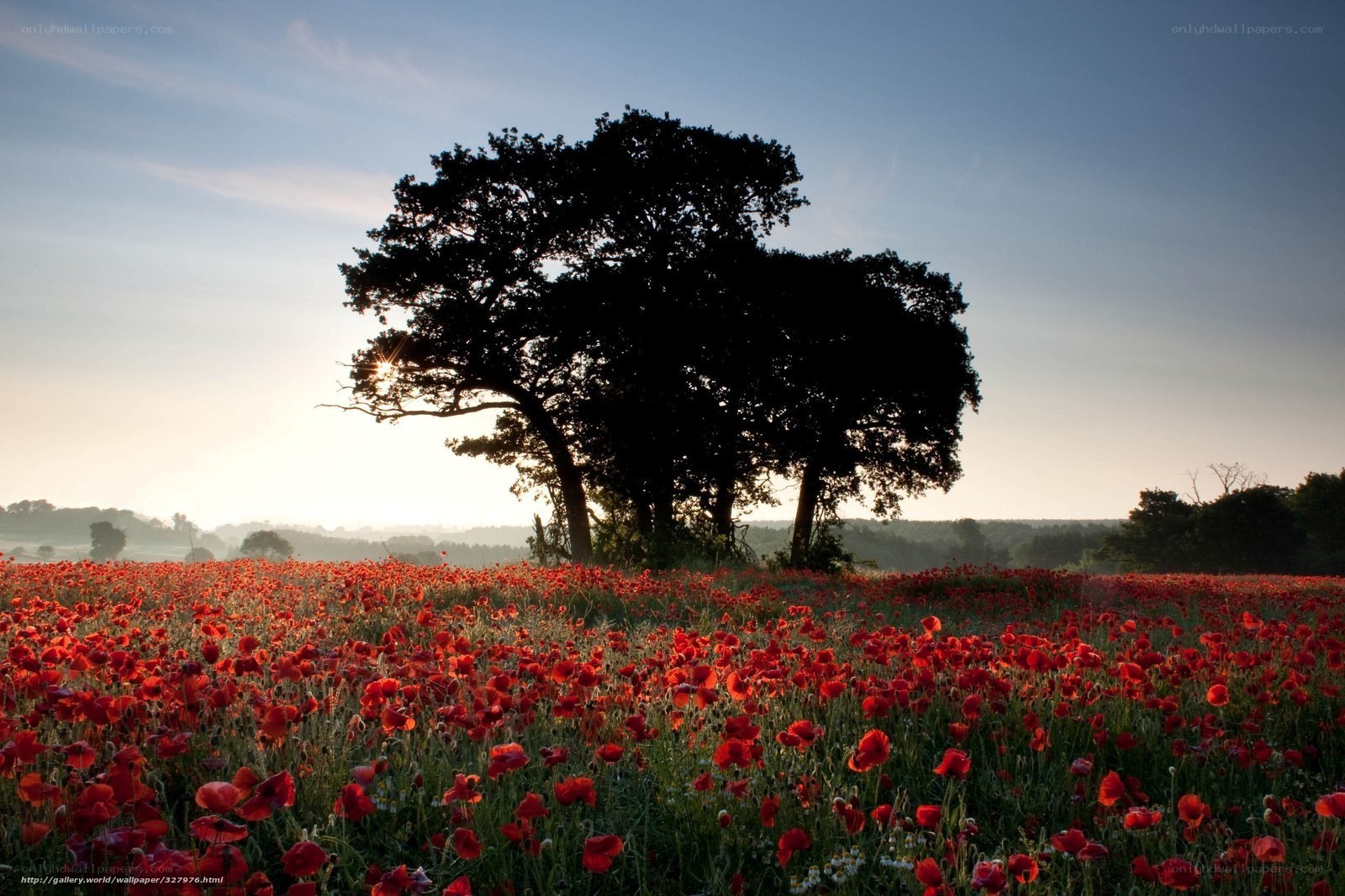 Poppy field at sunrise