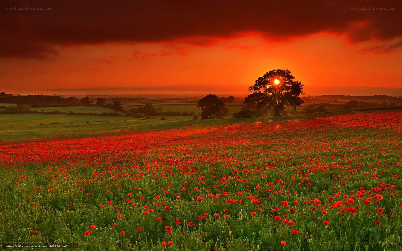 Poppy field at sunset