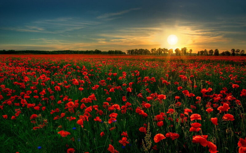 Poppy field at sunset