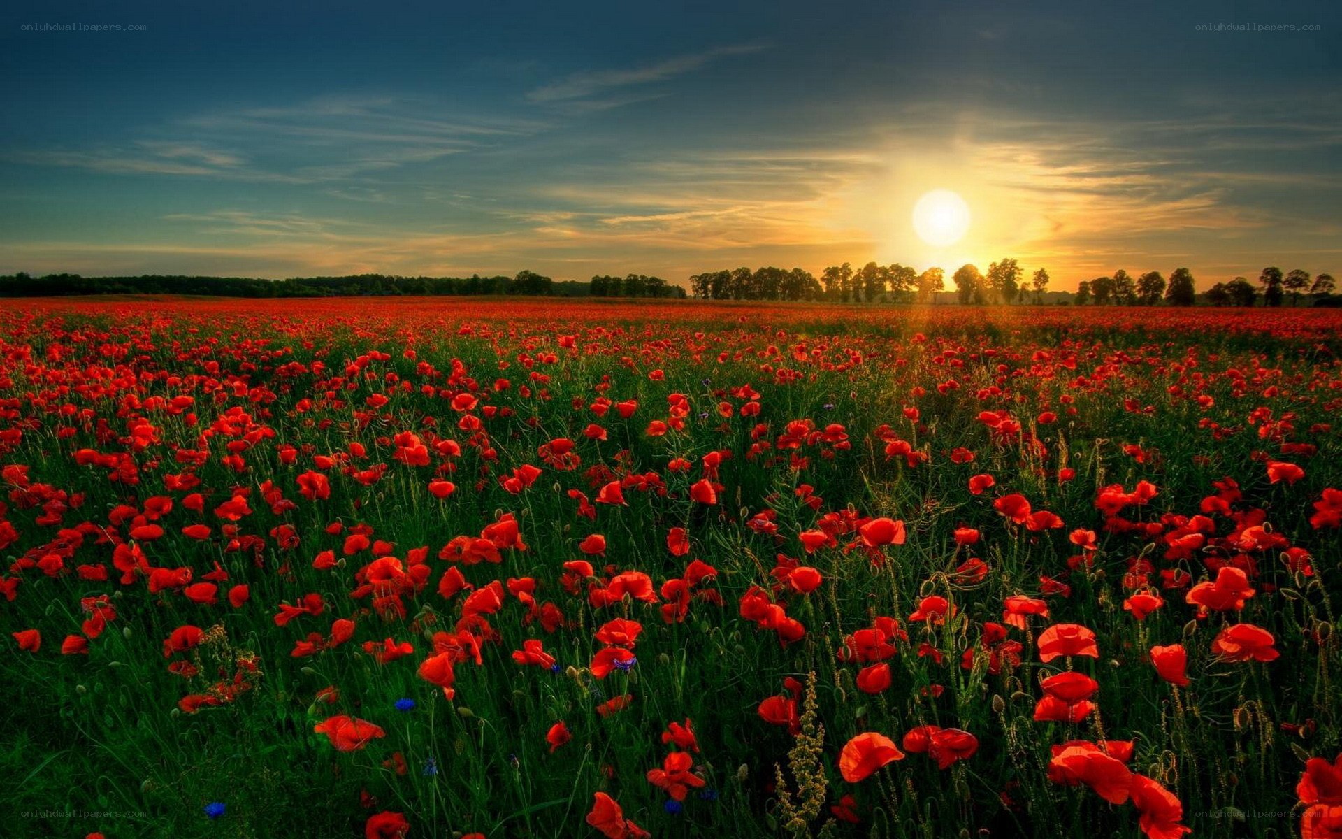 Poppy field at sunset