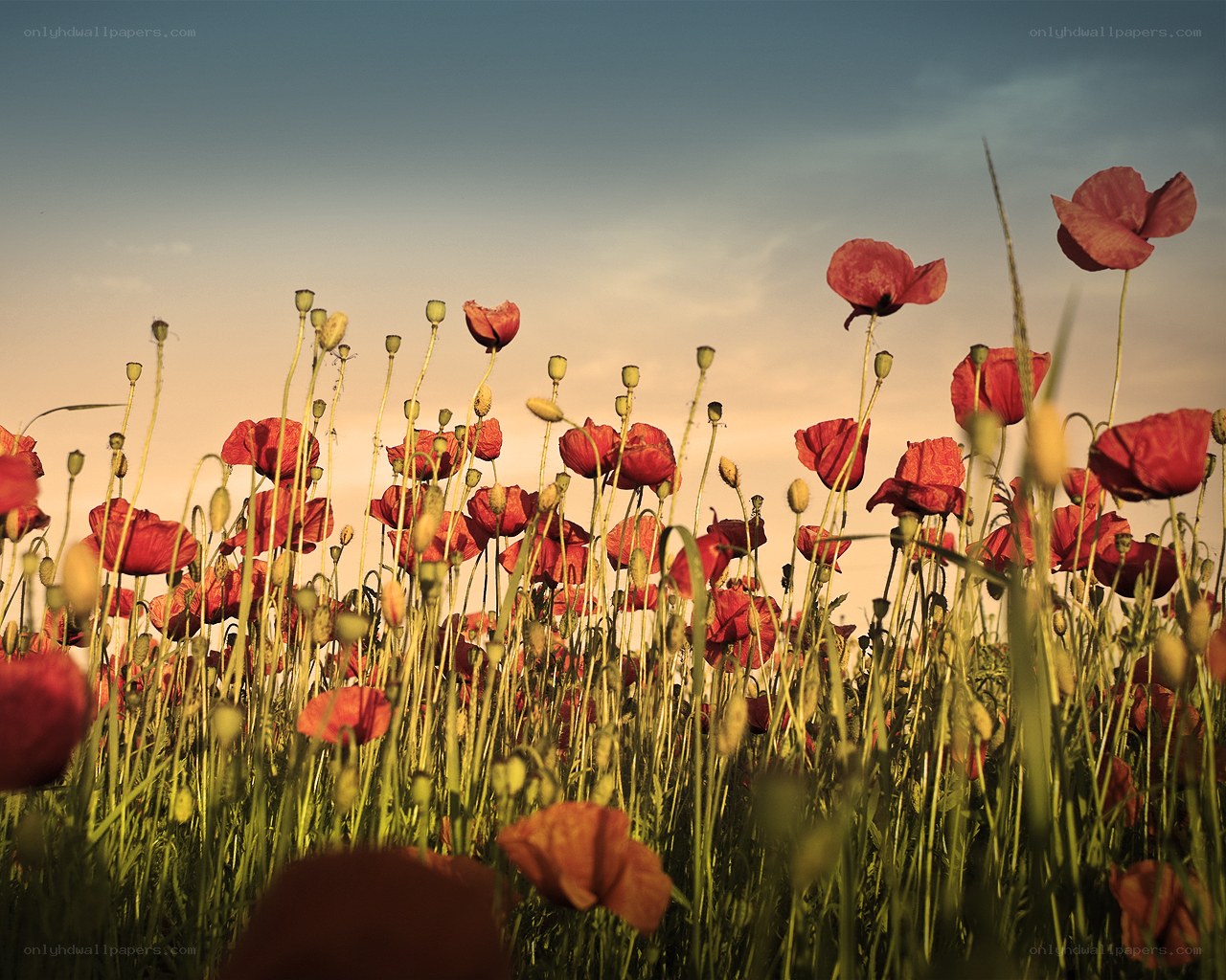 Poppy field at sunset