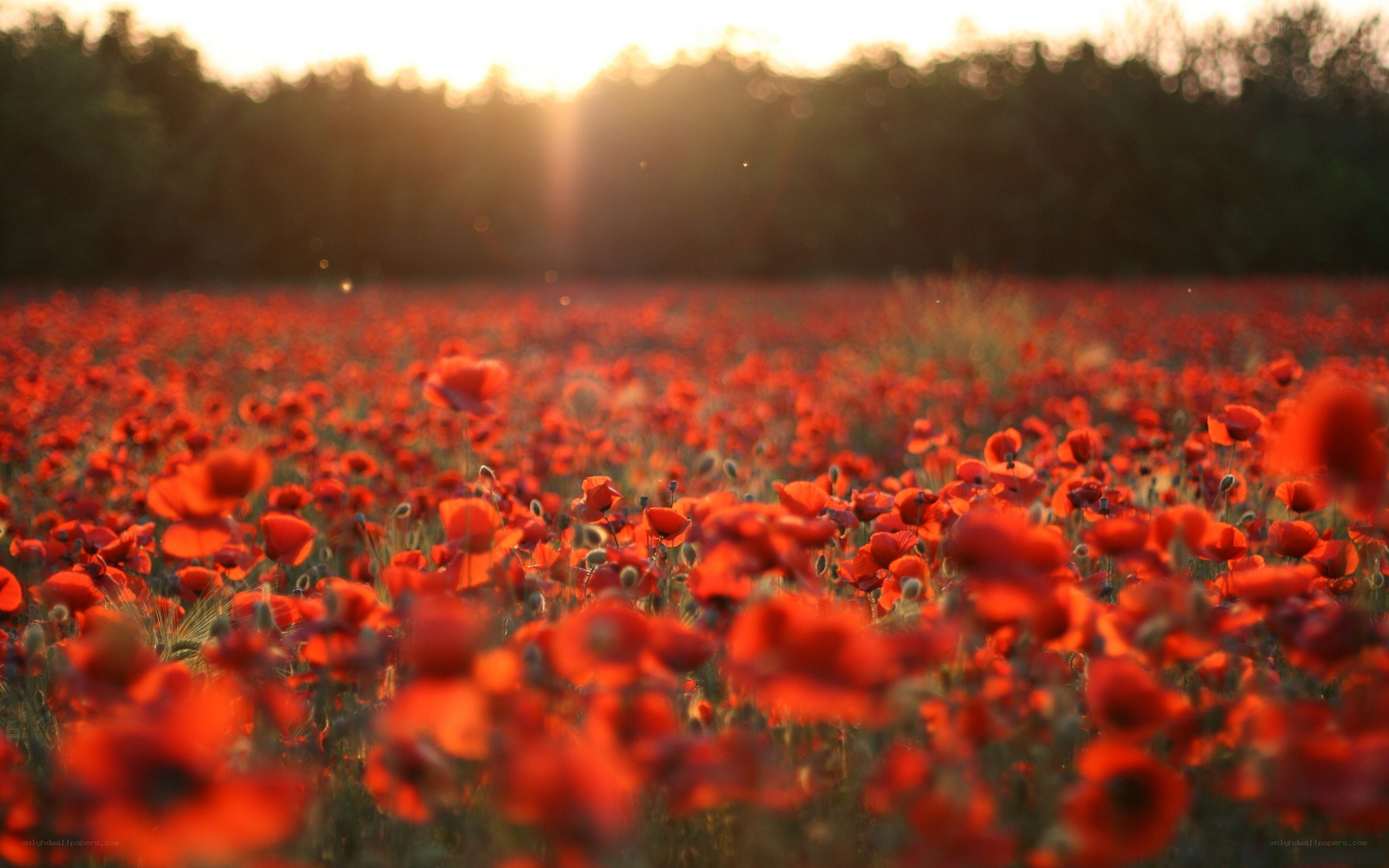 Poppy field at sunset