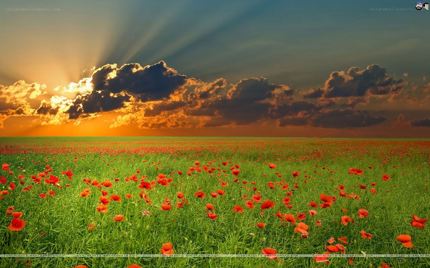 Poppy field at sunset