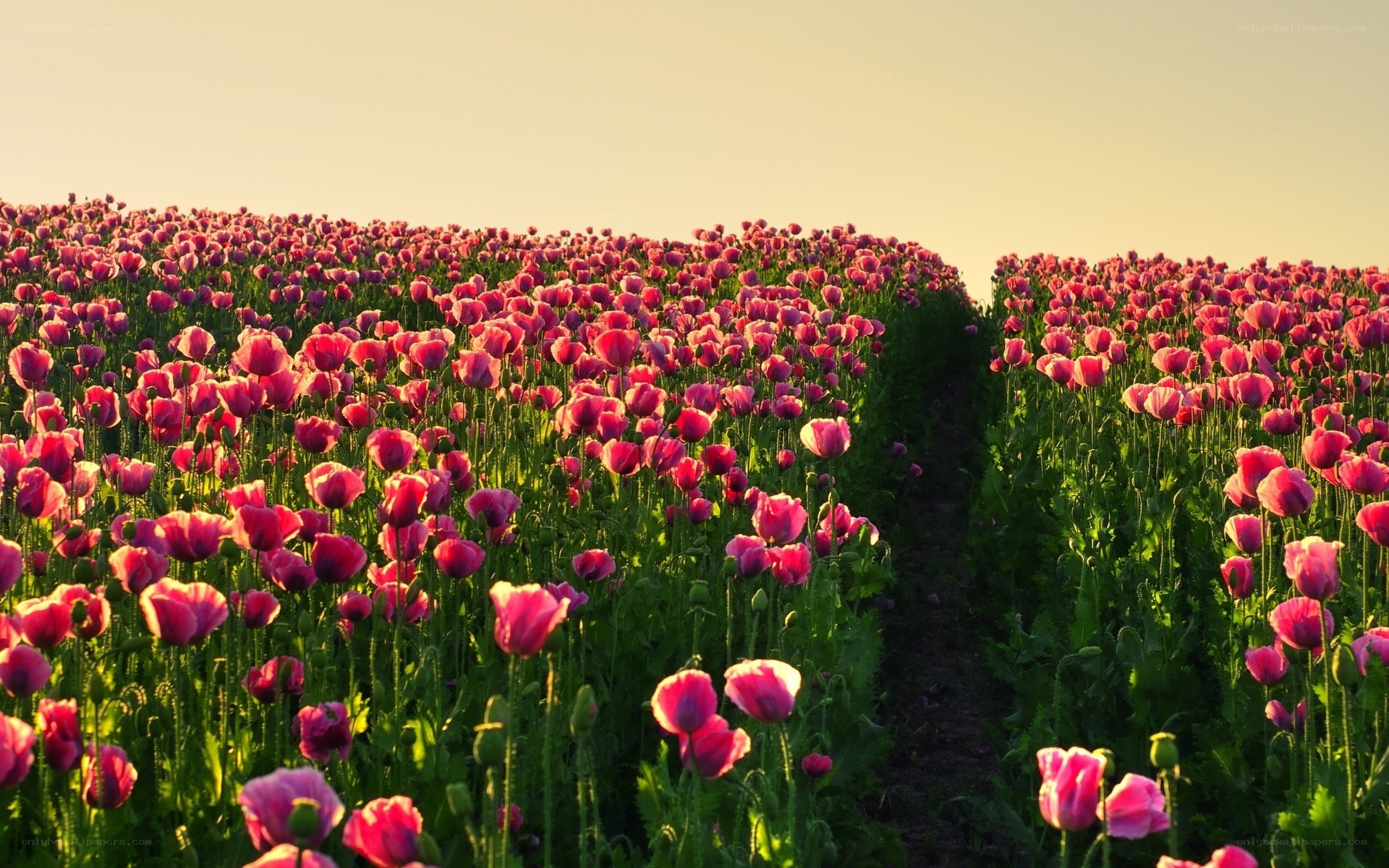 Poppy field at sunset