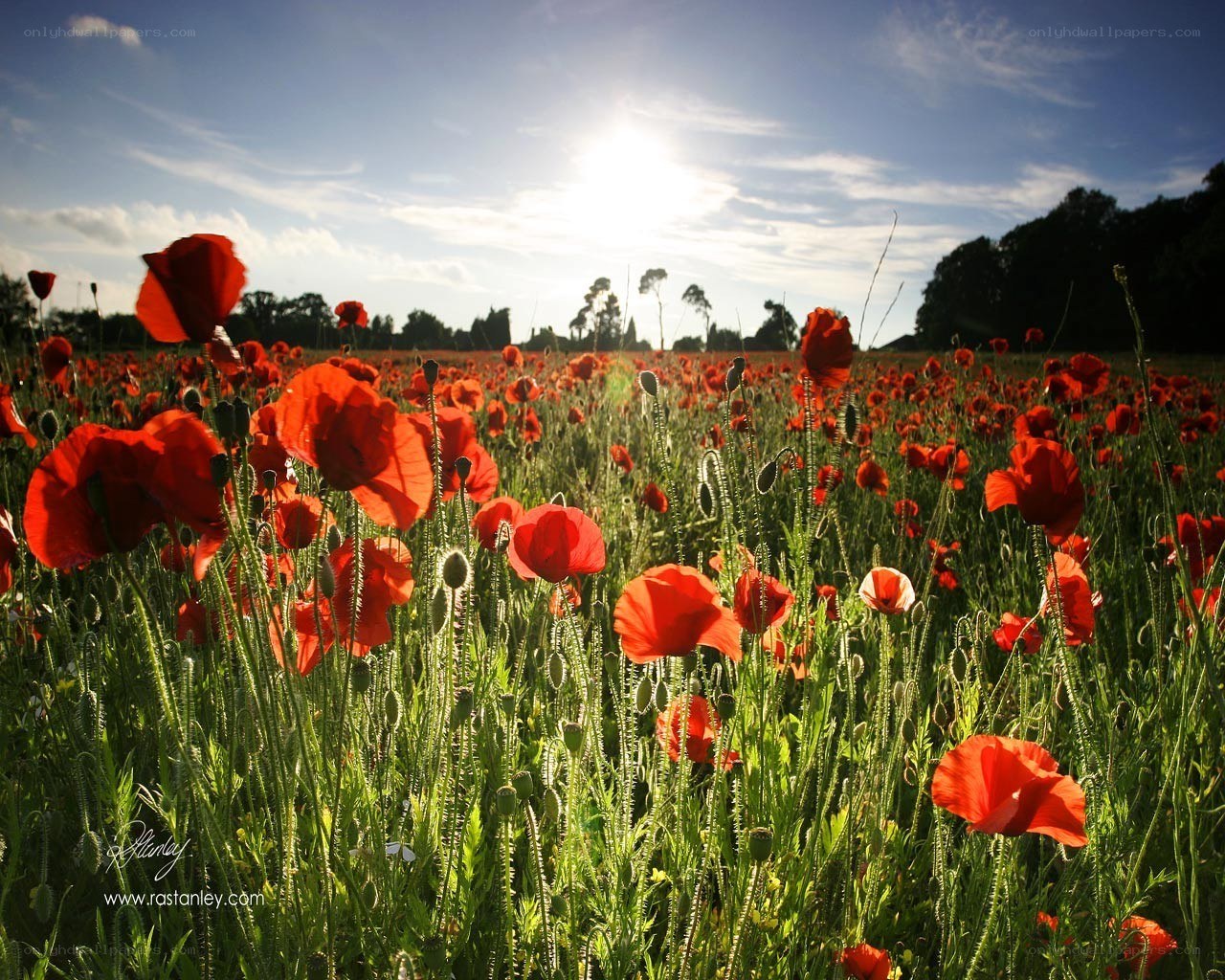 Poppy field at sunset