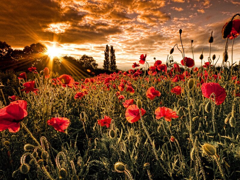 Poppy field at sunset