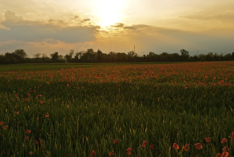Poppy field at sunset