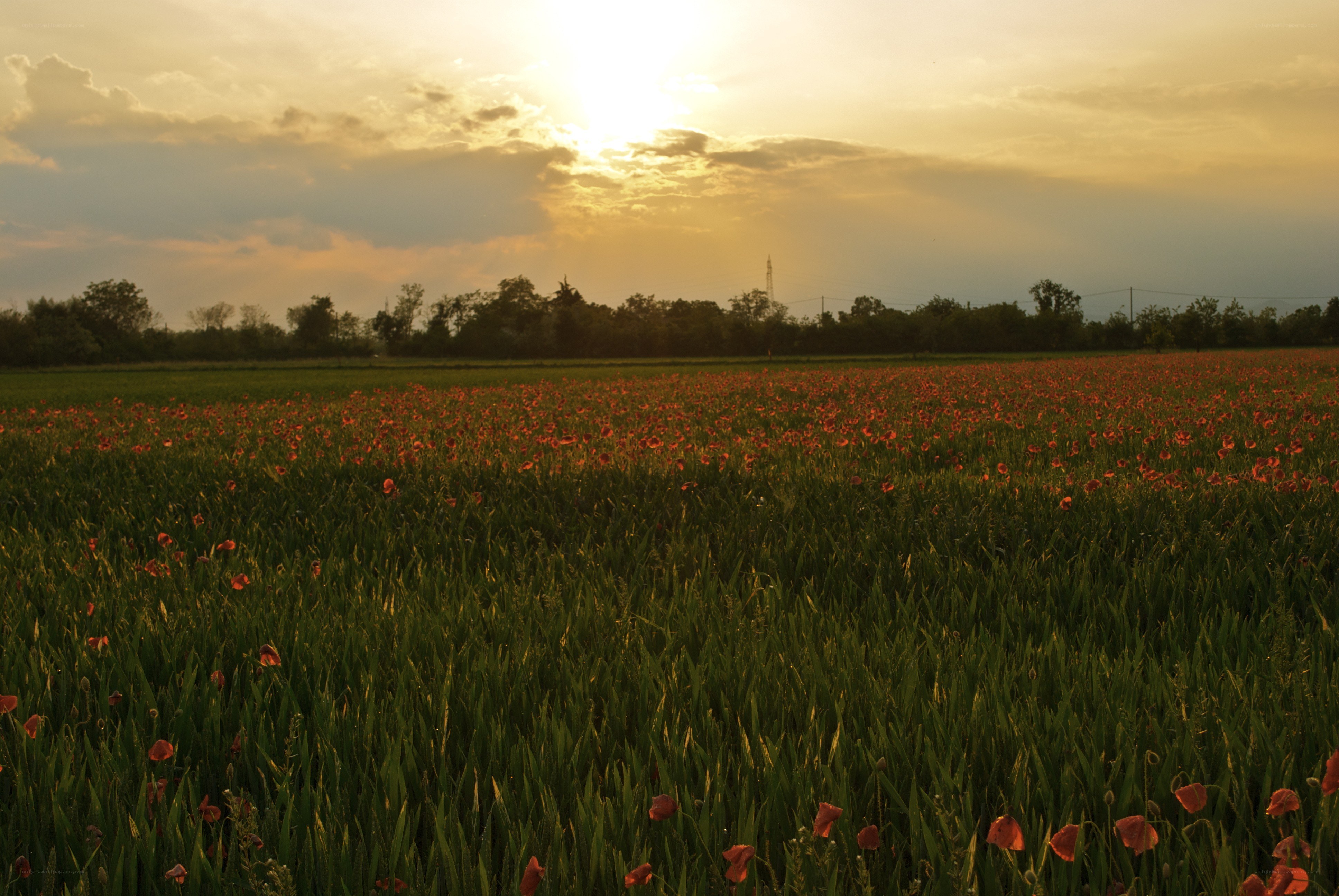 Poppy field at sunset