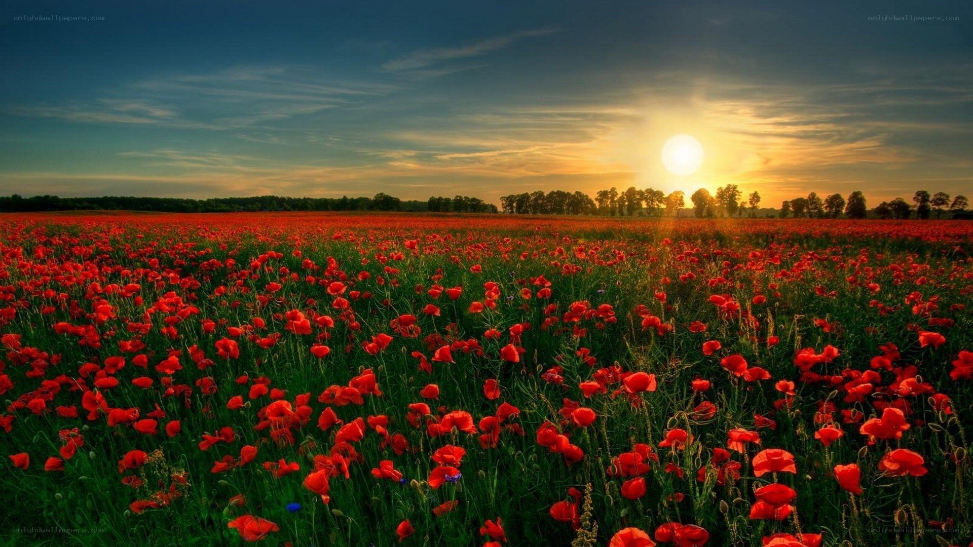 Poppy field at sunset