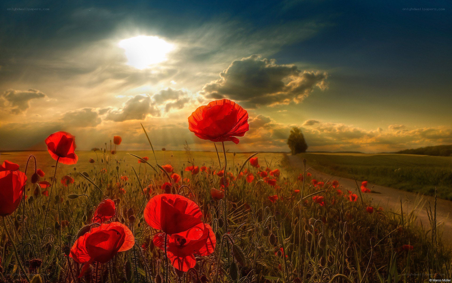 Poppy field at sunset