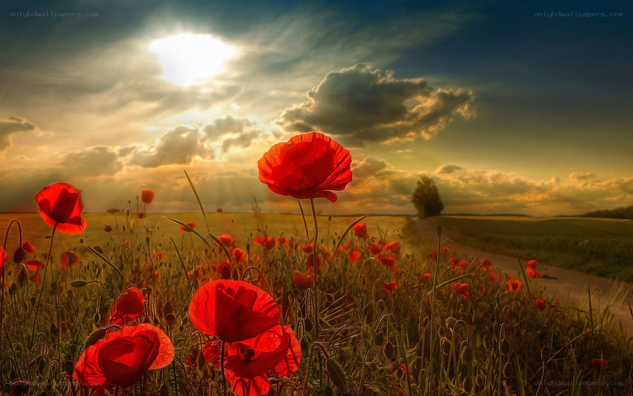 Poppy field at sunset