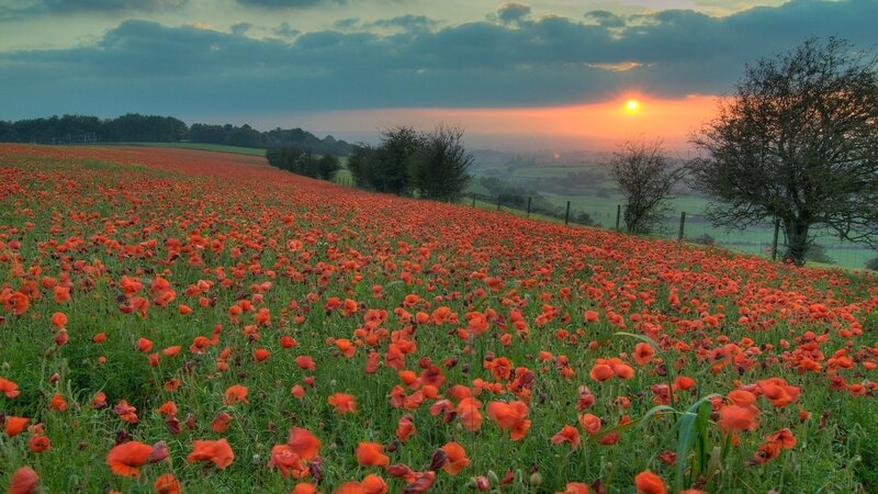 Poppy field at sunset