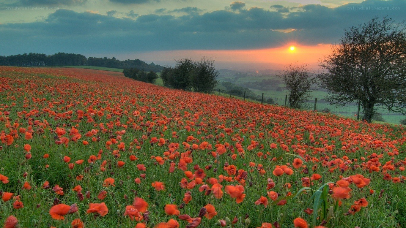 Poppy field at sunset