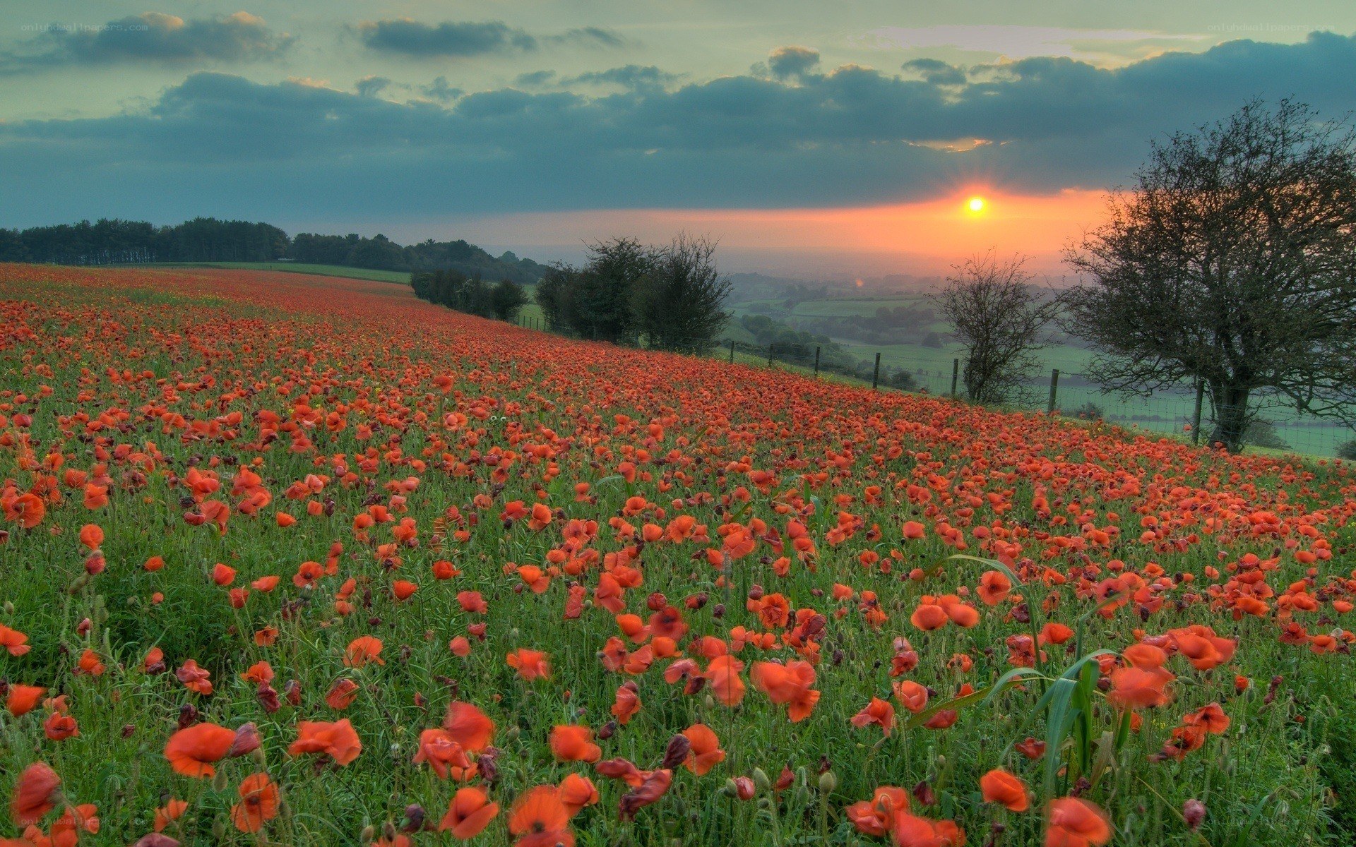 Poppy field at sunset