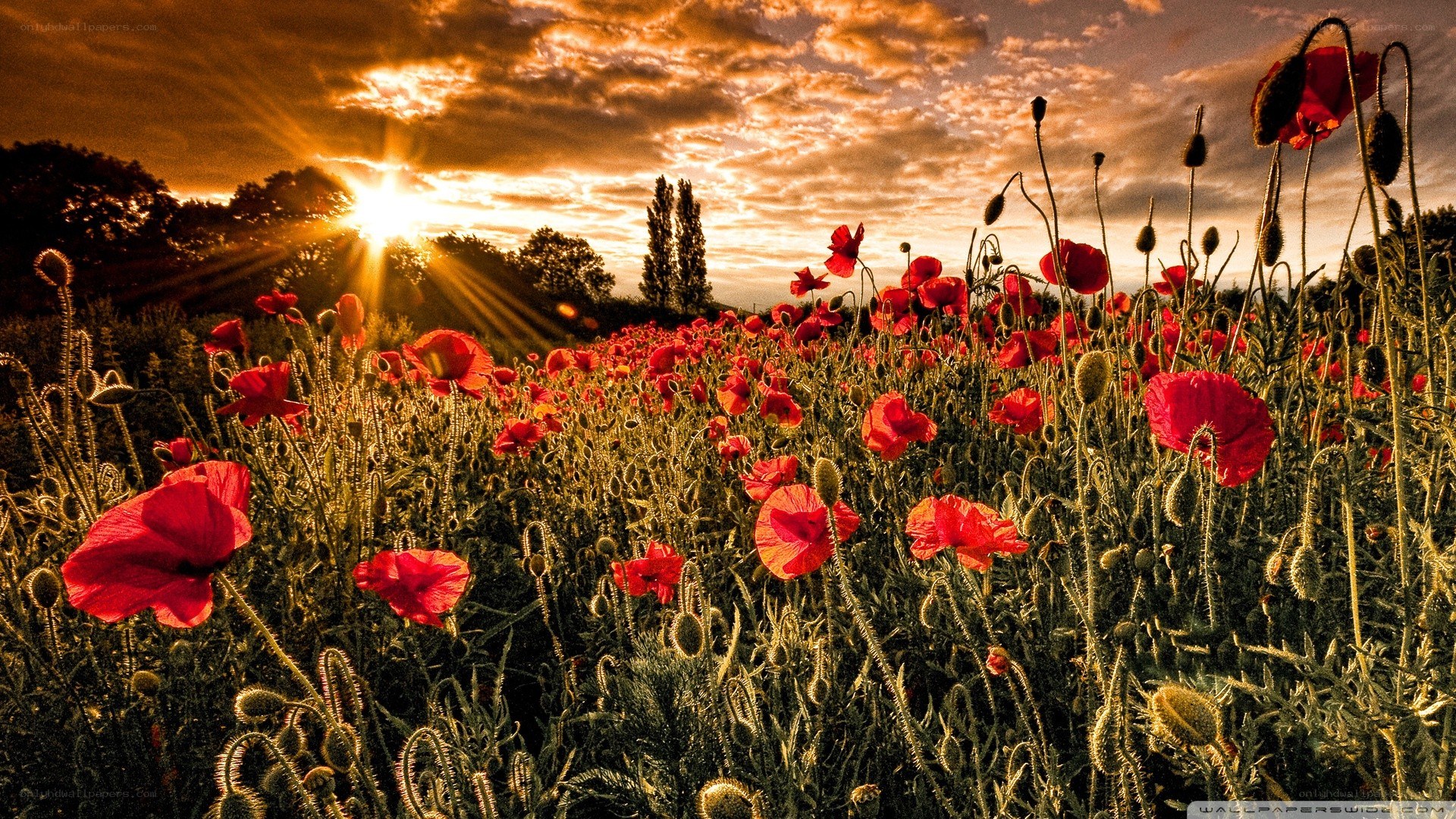 Poppy field at sunset