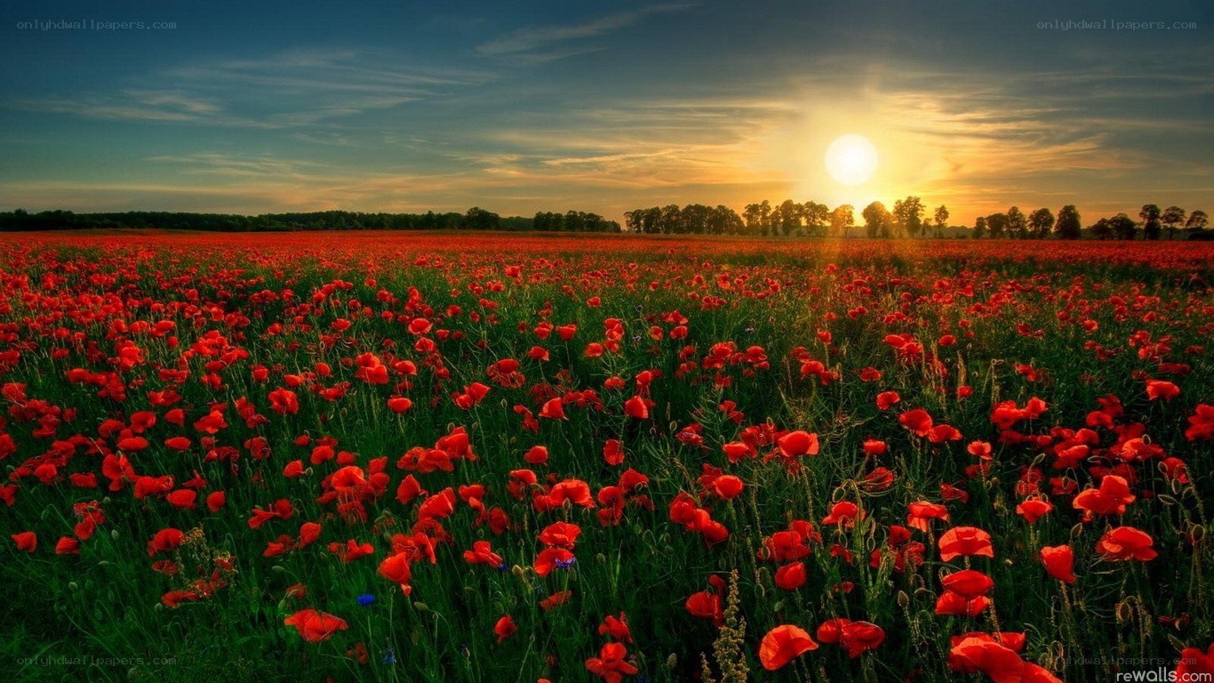 Poppy field at sunset