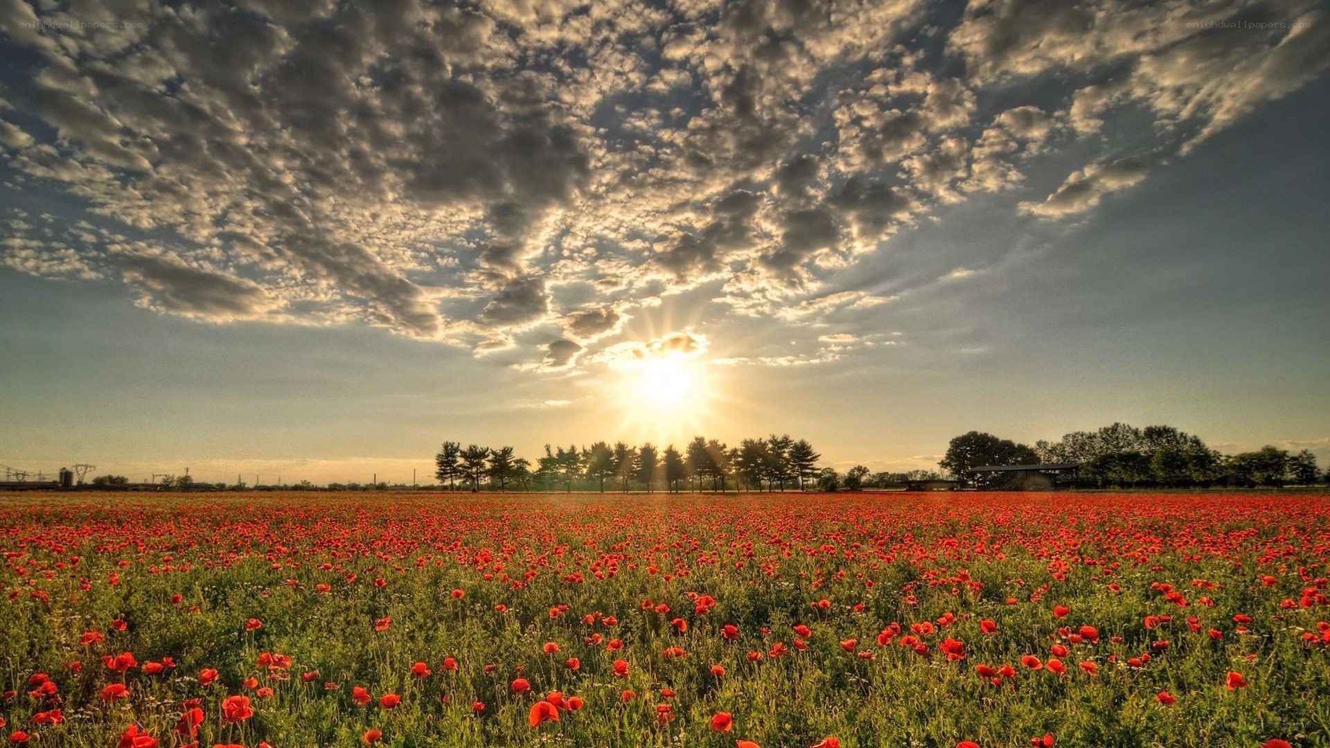 Poppy field at sunset