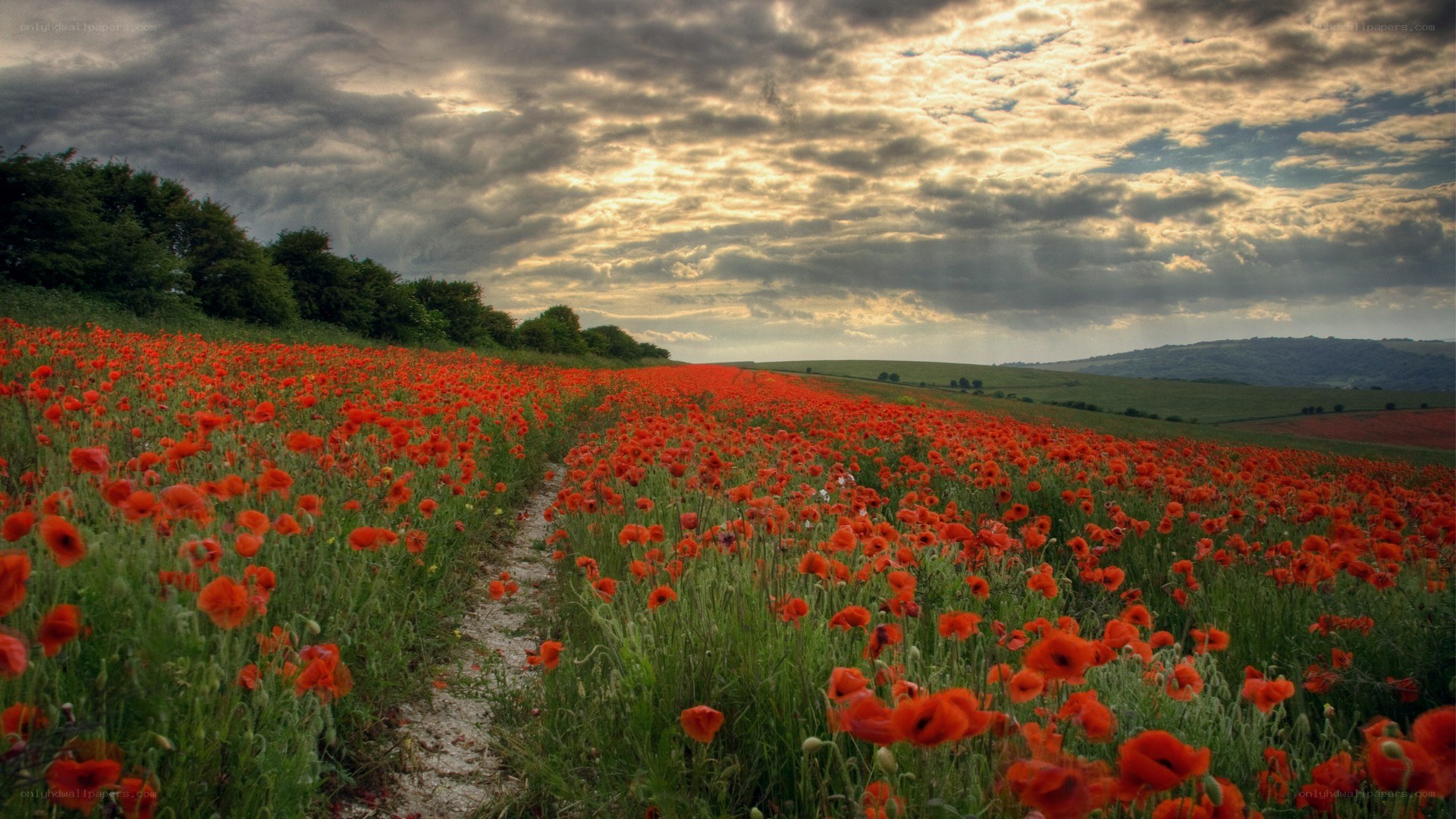 Poppy field at sunset