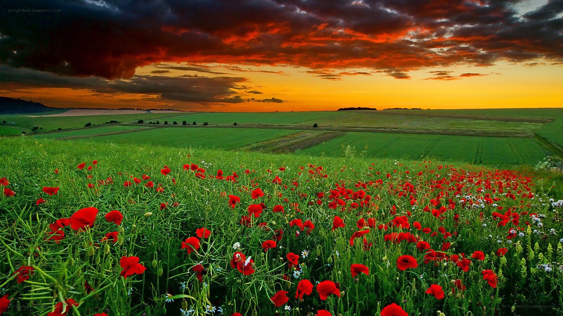 Poppy field at sunset