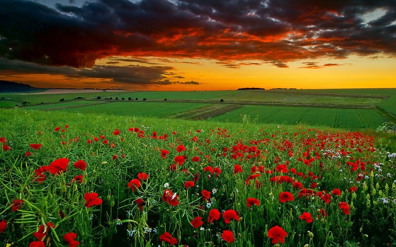 Poppy field at sunset