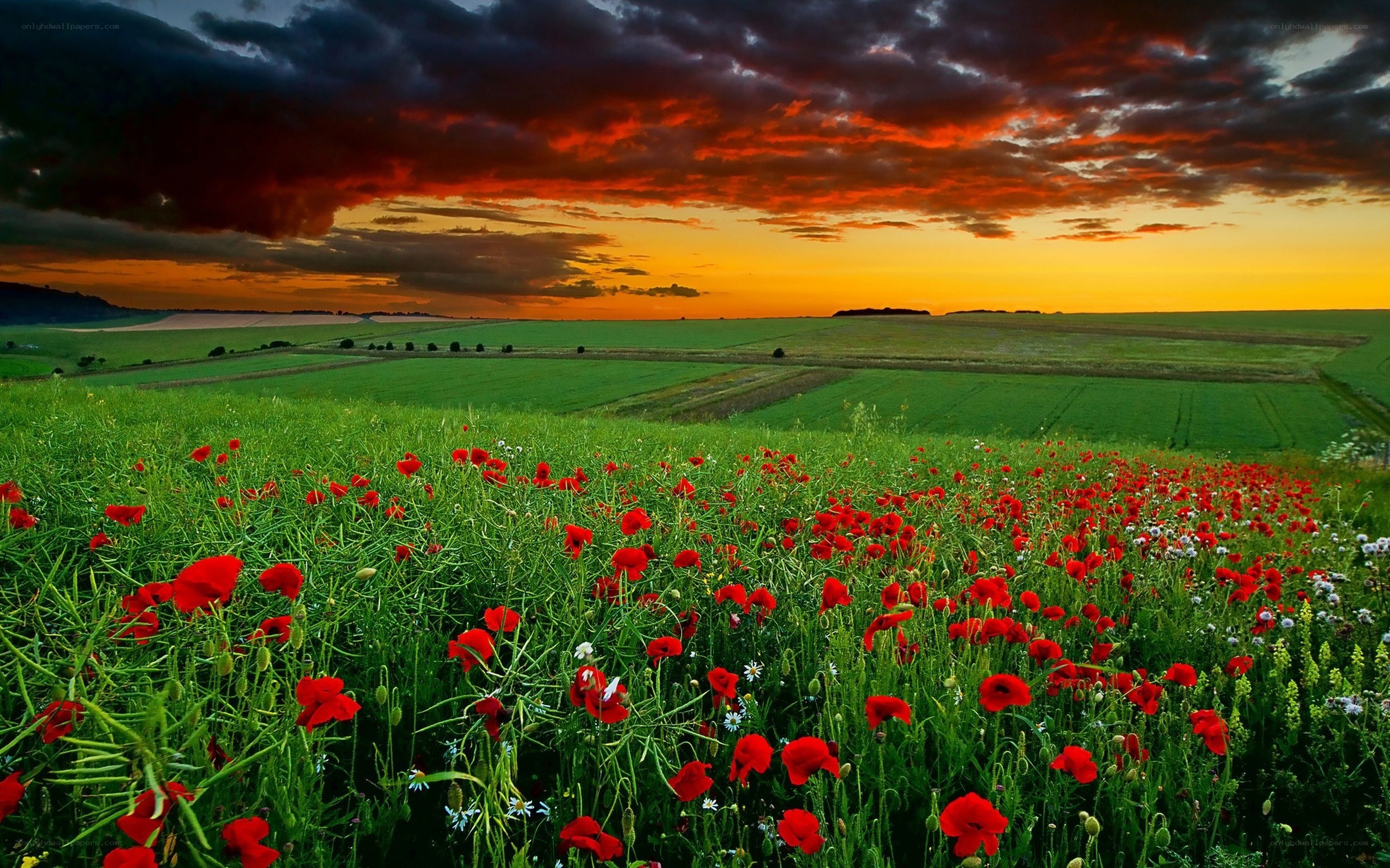 Poppy field at sunset