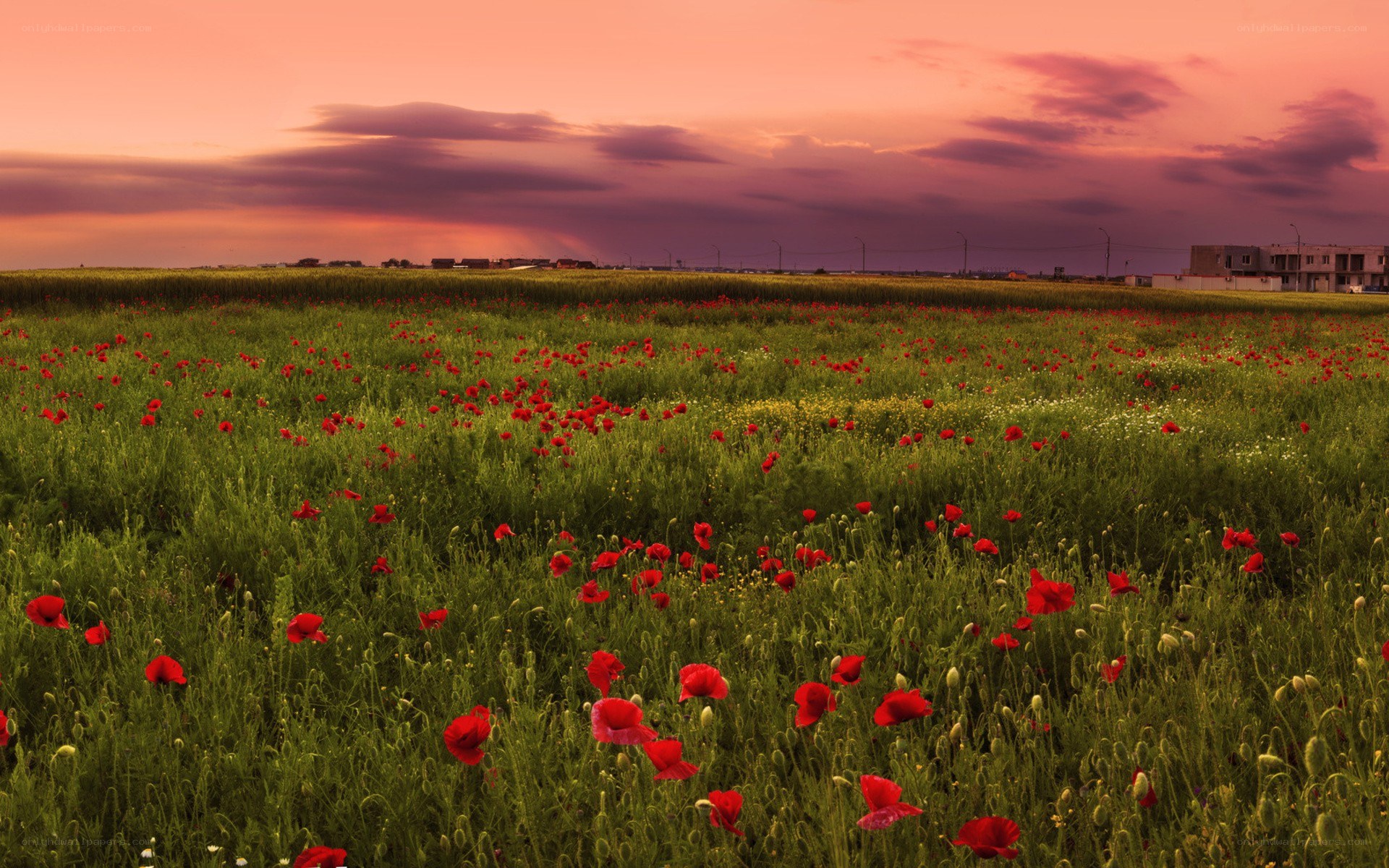 Poppy field at sunset