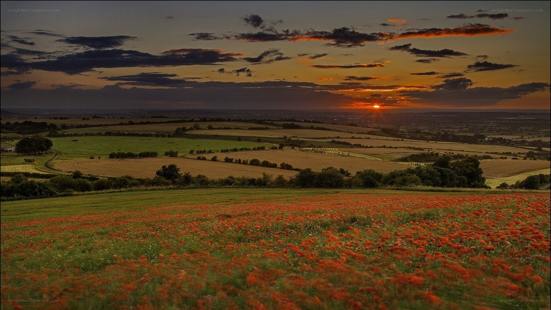 Poppy field at sunset