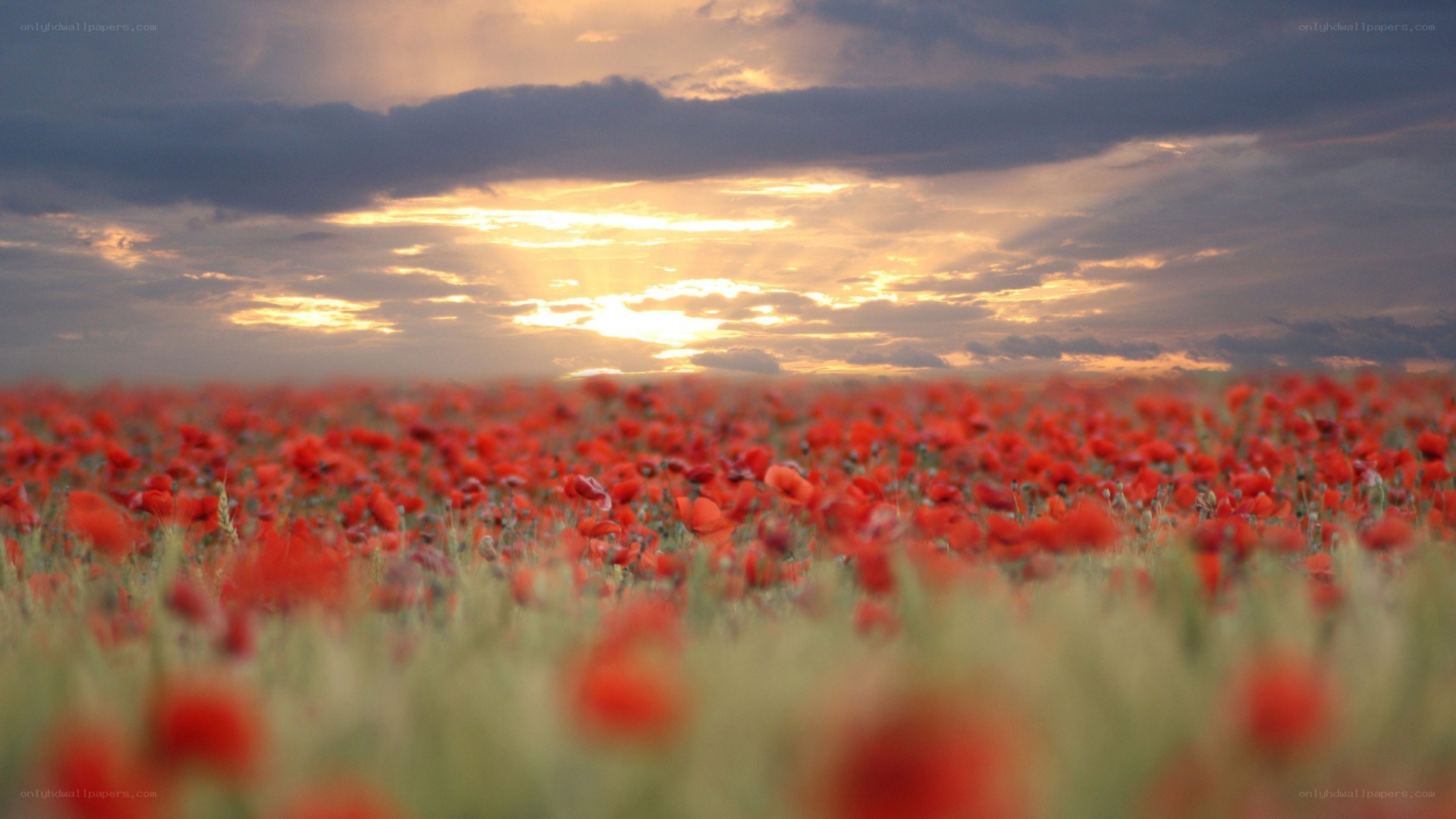 Poppy field at sunset