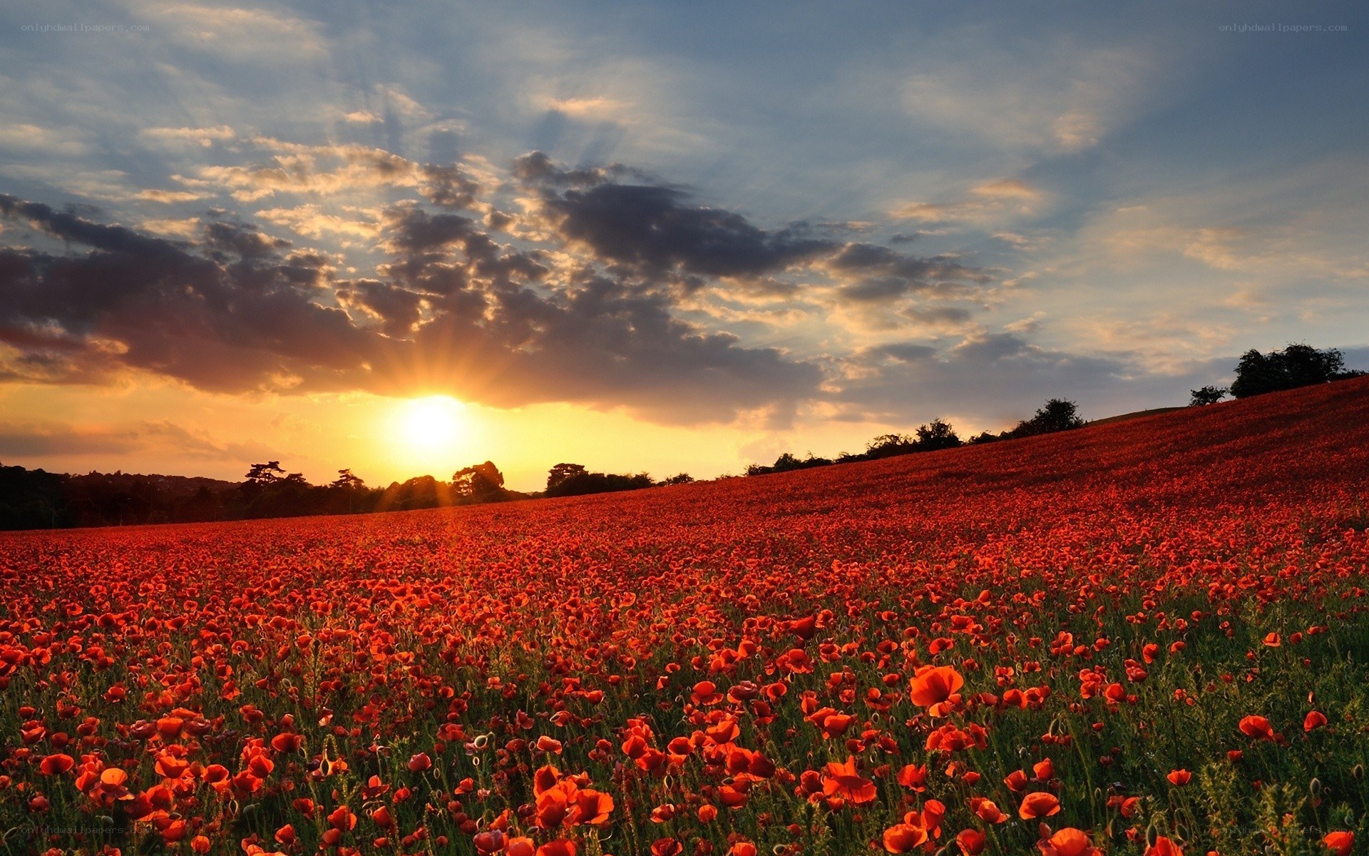Poppy field at sunset