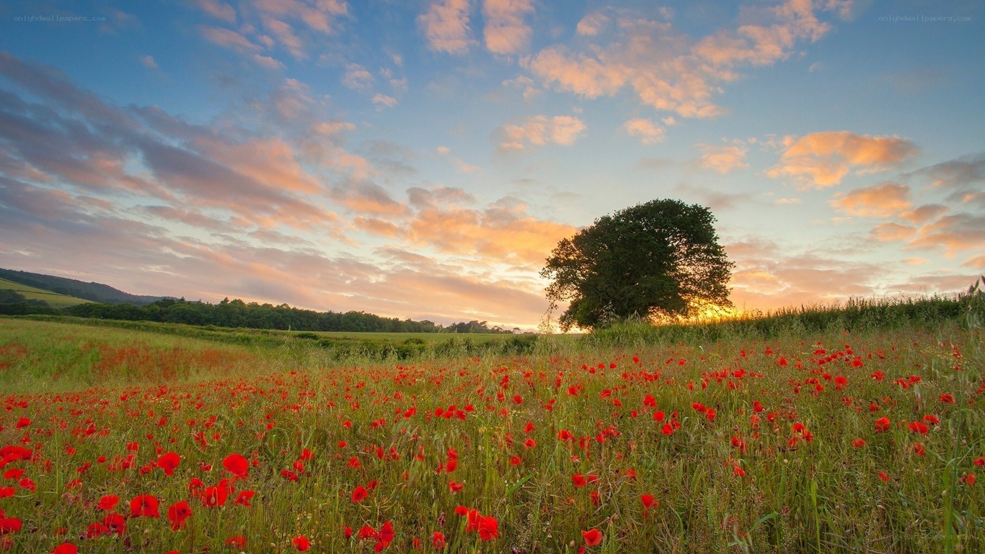 Poppy field at sunset