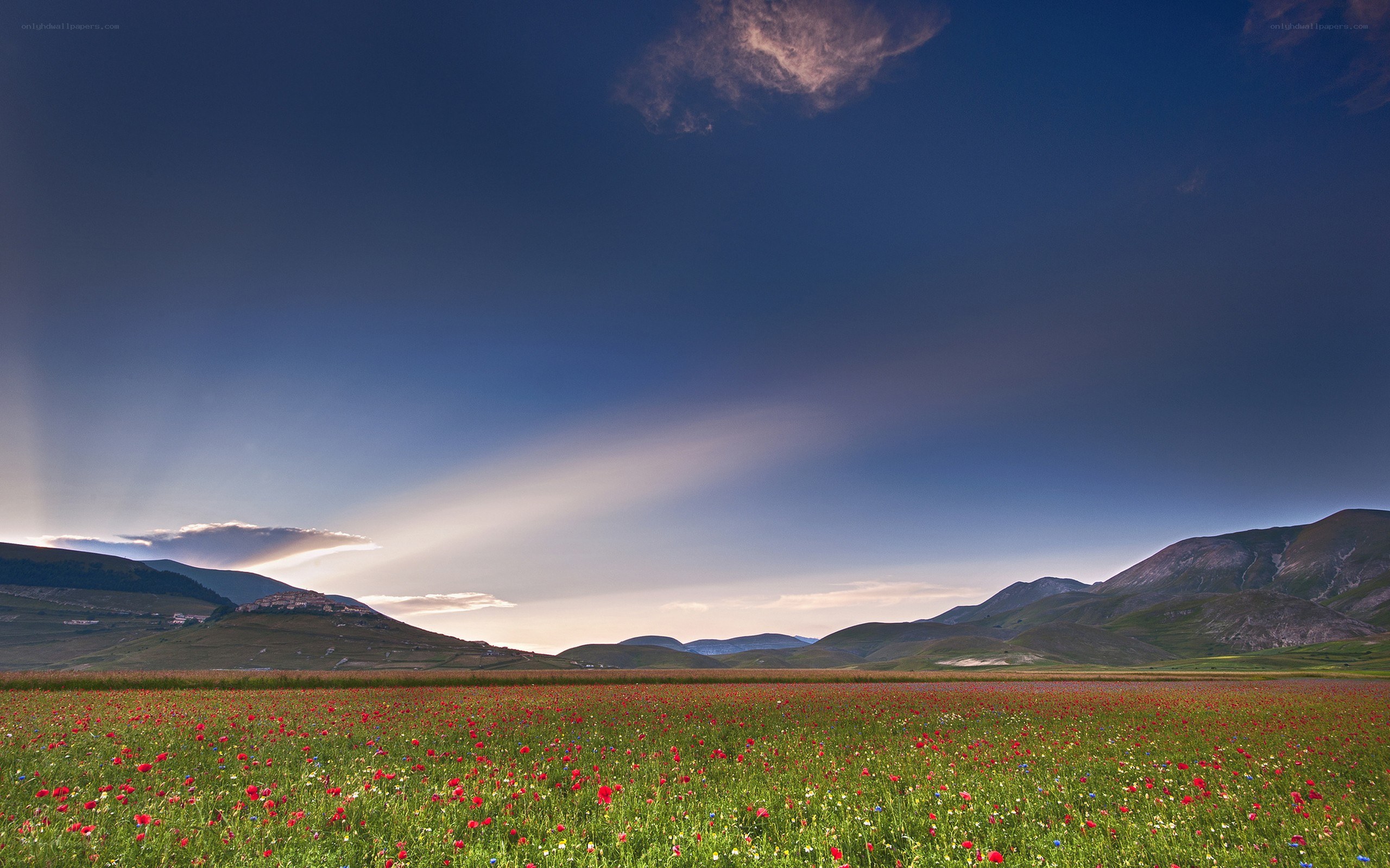 Poppy field at sunset