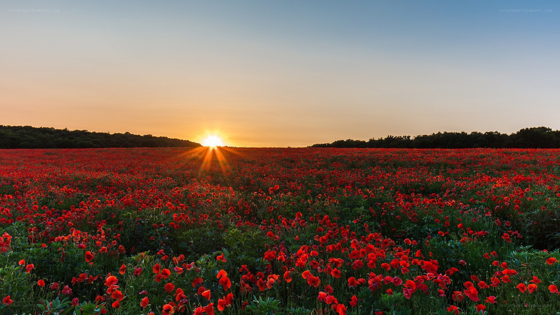 Poppy field at sunset