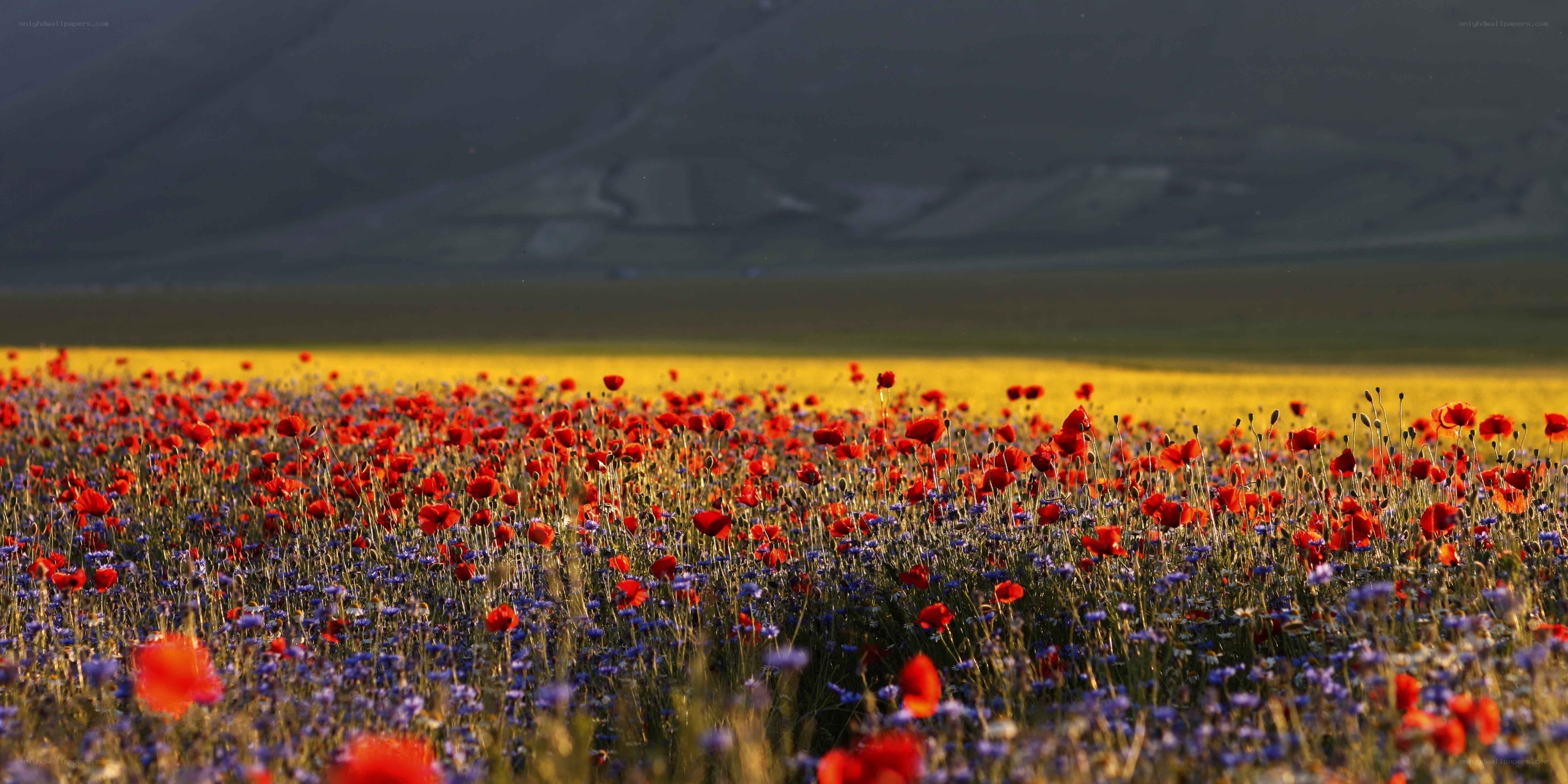 Poppy field at sunset