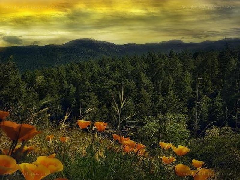 Poppy field at sunset