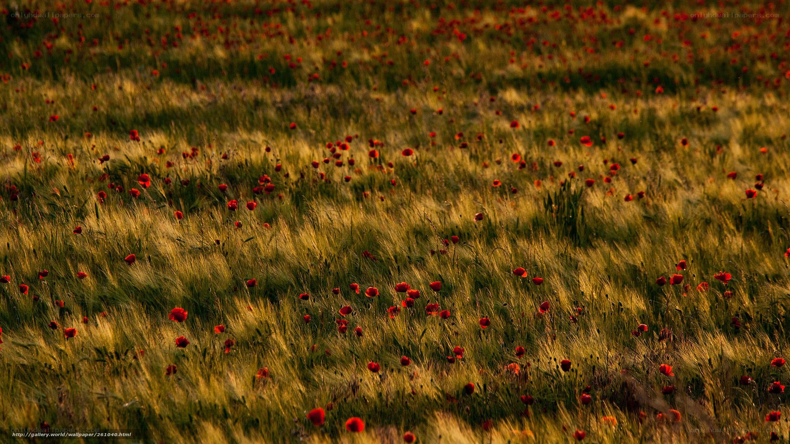 Poppy field at sunset