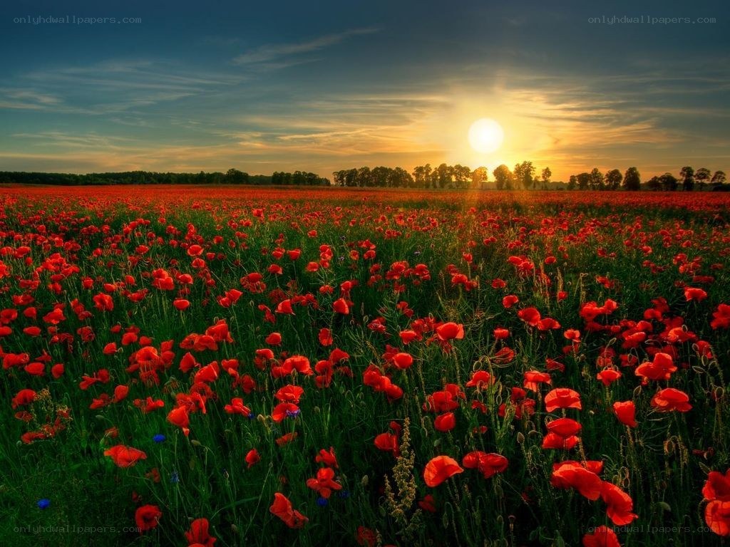 Poppy field at sunset