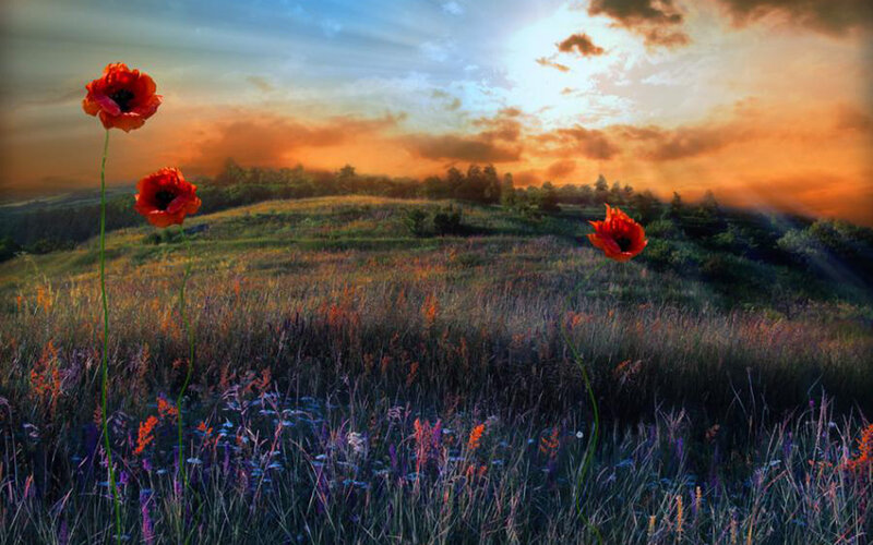 Poppy field at sunset
