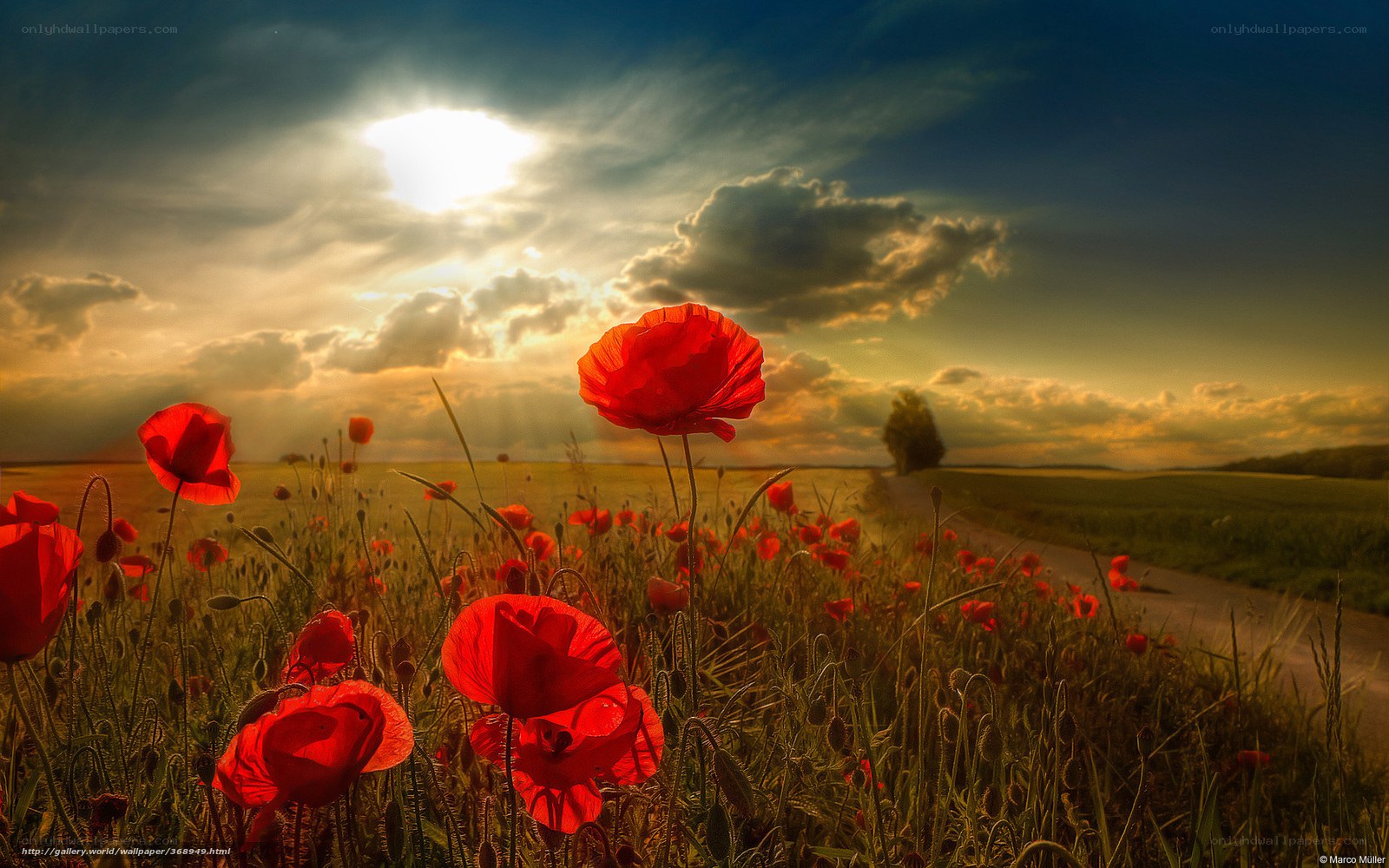 Poppy field at sunset
