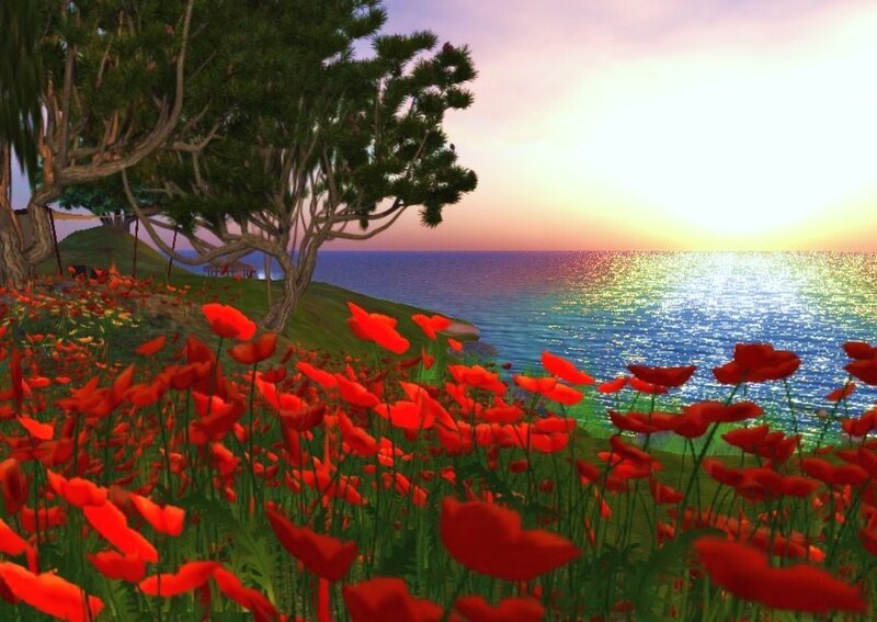 Poppy field at sunset by the sea