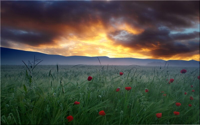 Poppy Field at Sunset — Green, Dramatic